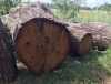 Ділова деревина: її вартість та актуальні правила продажу в Україні
